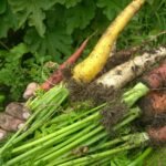 Zone 6a homestead garden plan showing vegetables, herbs, and flowers we’re growing this year