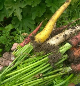 Zone 6a homestead garden plan showing vegetables, herbs, and flowers we’re growing this year