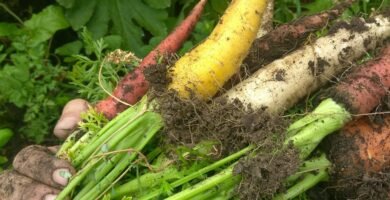 Zone 6a homestead garden plan showing vegetables, herbs, and flowers we’re growing this year