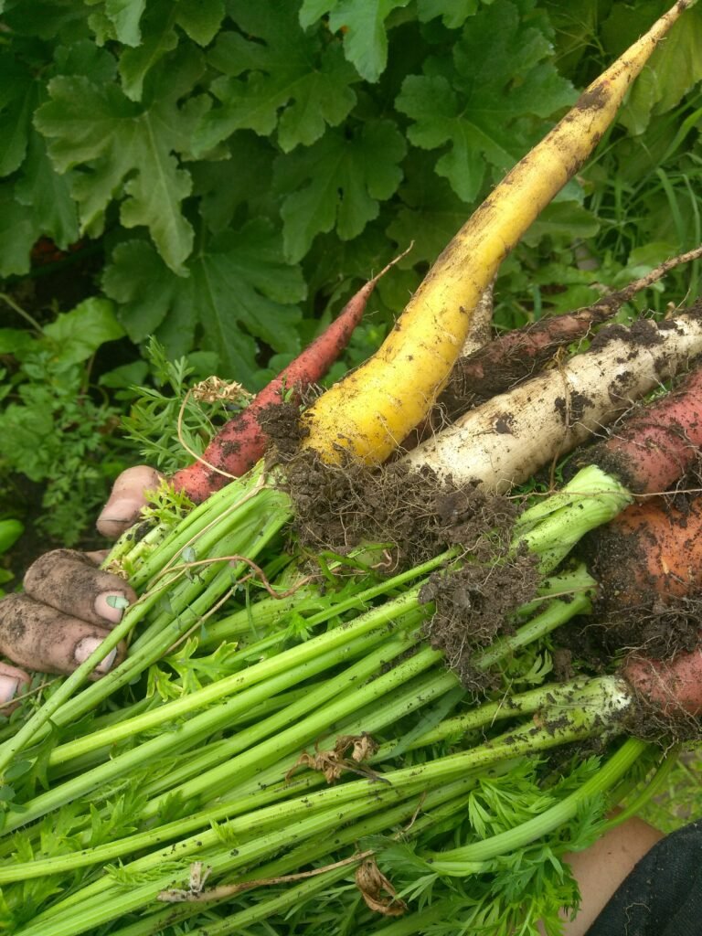 Zone 6a homestead garden plan showing vegetables, herbs, and flowers we’re growing this year