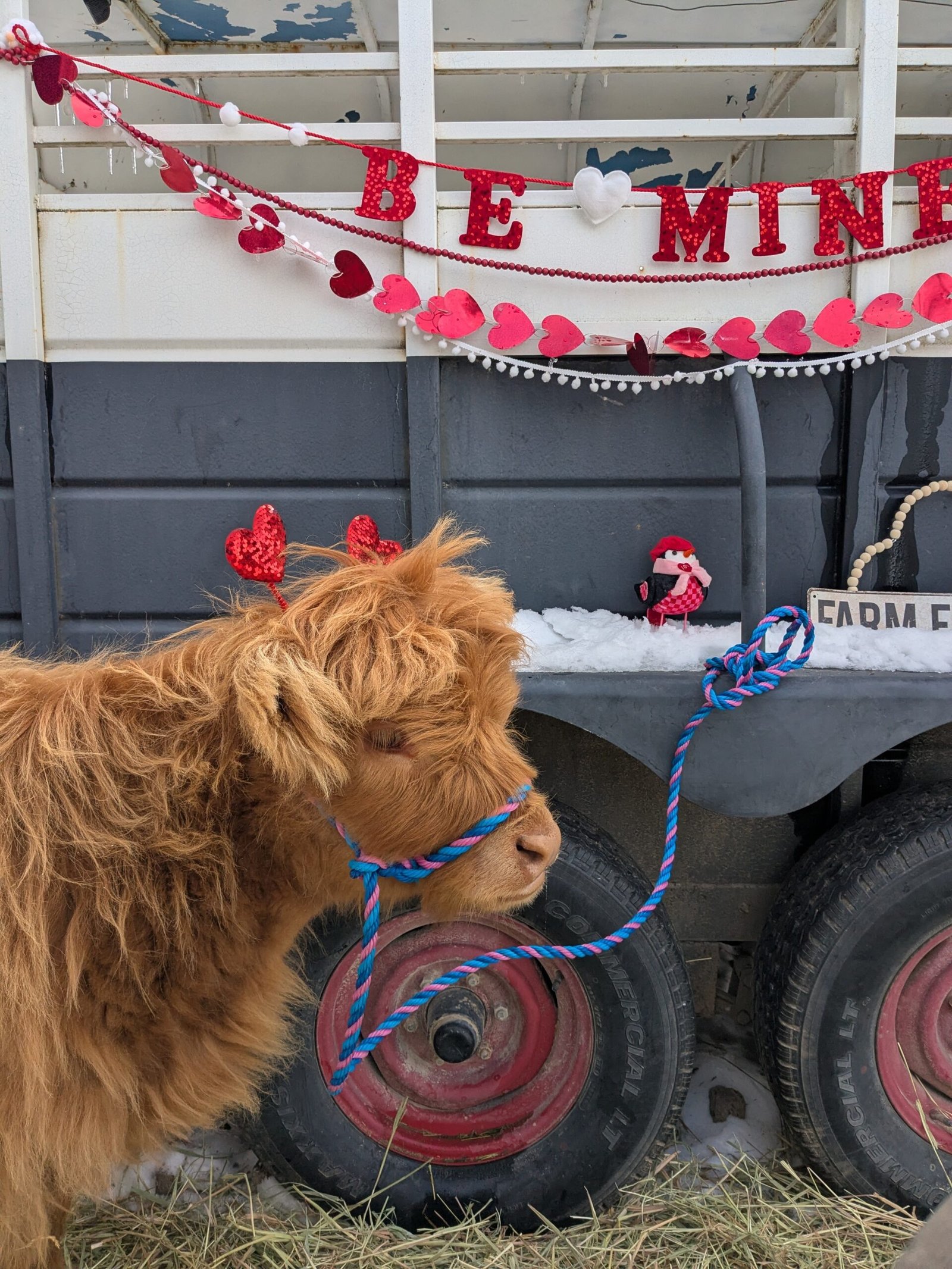 Highland cow on valentine's day