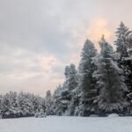 winter scene of snow covered trees