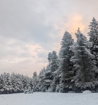 winter scene of snow covered trees