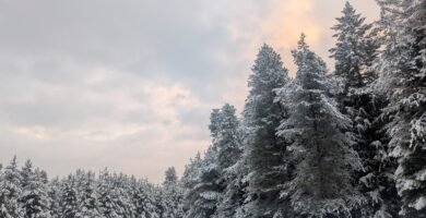 winter scene of snow covered trees