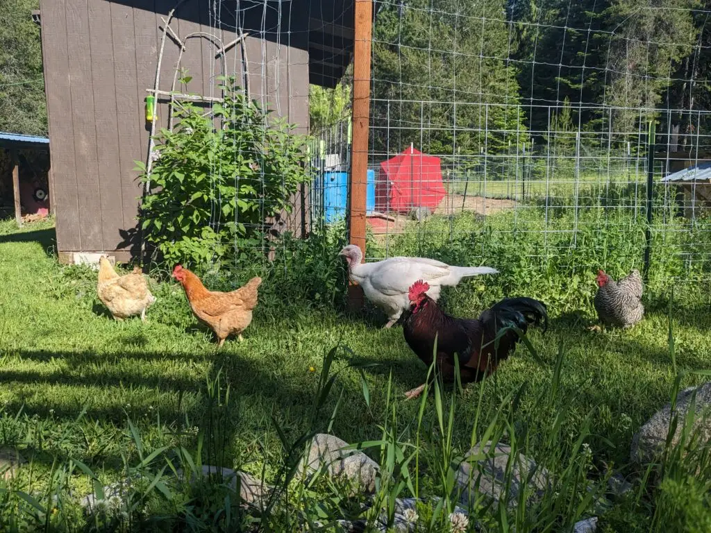 Farm raised chickens and turkeys free roaming on our family homestead.