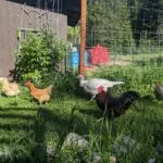 Farm raised chickens and turkeys free roaming on our family homestead.