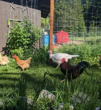 Farm raised chickens and turkeys free roaming on our family homestead.