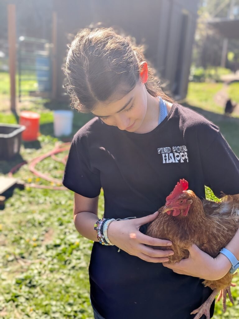 Teenage daughter holding our chicken hen after doing morning chores on our family homestead.