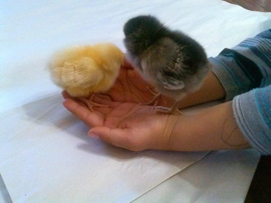 Baby chicks that have been incubated on our homestead