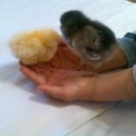 Baby chicks that have been incubated on our homestead