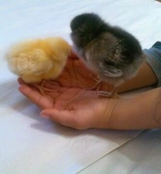 Baby chicks that have been incubated on our homestead