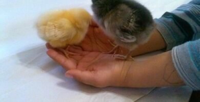 Baby chicks that have been incubated on our homestead