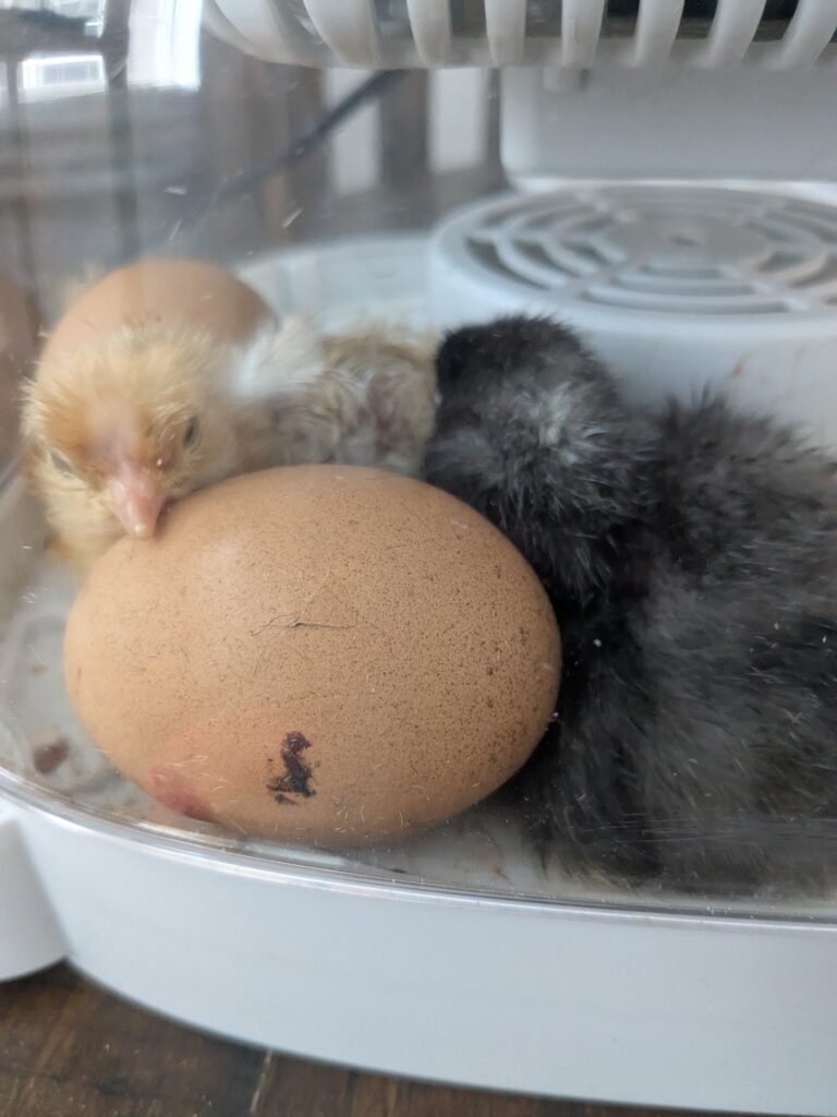 Chicken egg and baby chicks hatching in an incubator