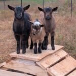 Three Nigerian Dwarf goats standing on a wooden play structure.