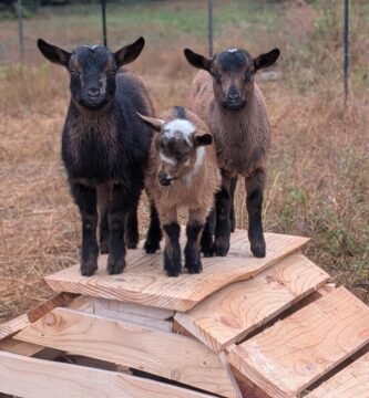 Three Nigerian Dwarf goats standing on a wooden play structure.