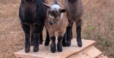 Three Nigerian Dwarf goats standing on a wooden play structure.