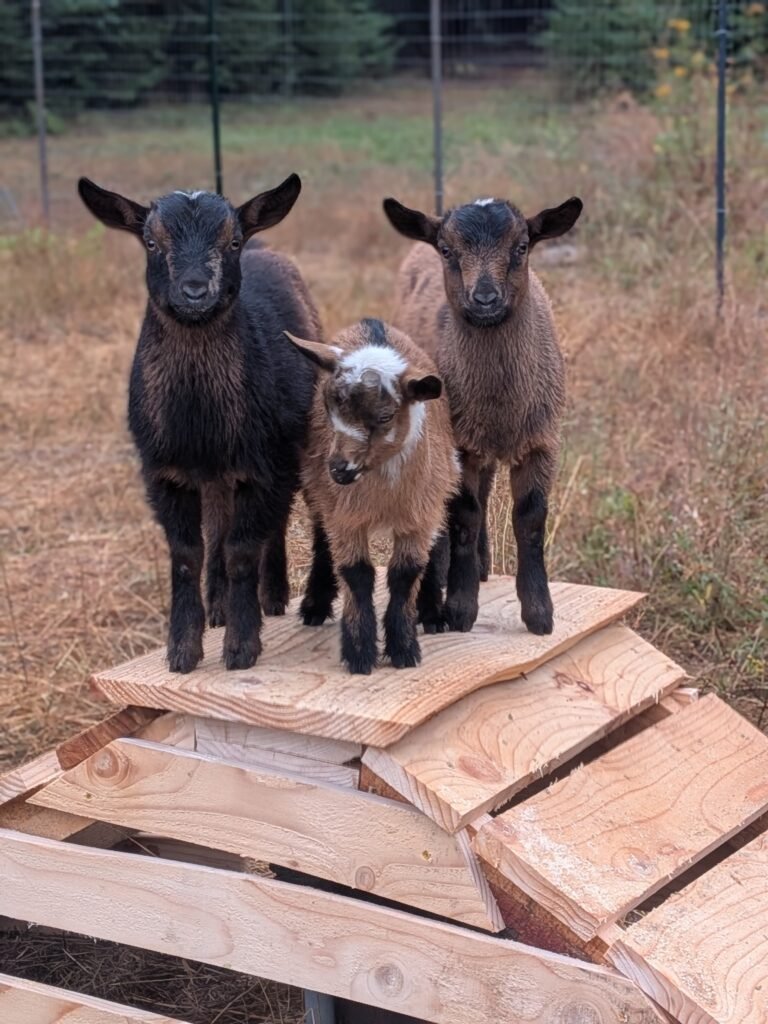 Three Nigerian Dwarf goats standing on a wooden play structure.