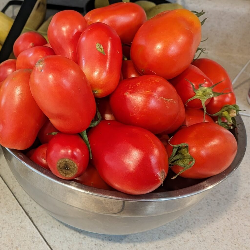 A stainless steel of homegrown roma tomatoes