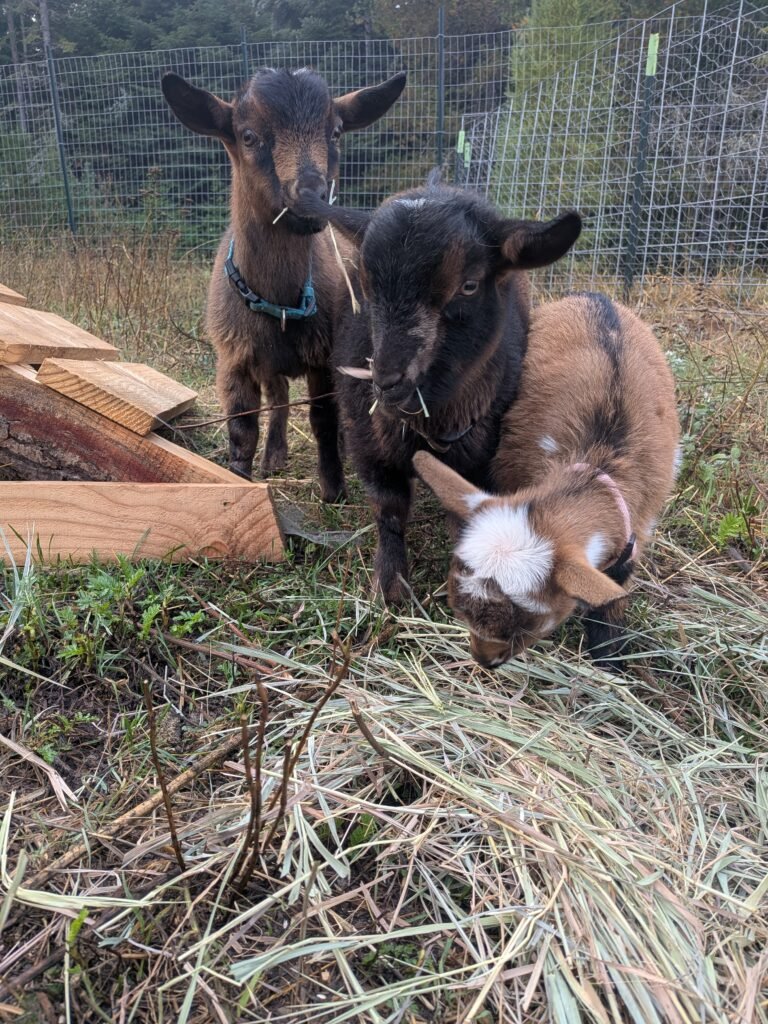 Three Nigerian Dwarf goats eating alfalfa hay outside on the homestead