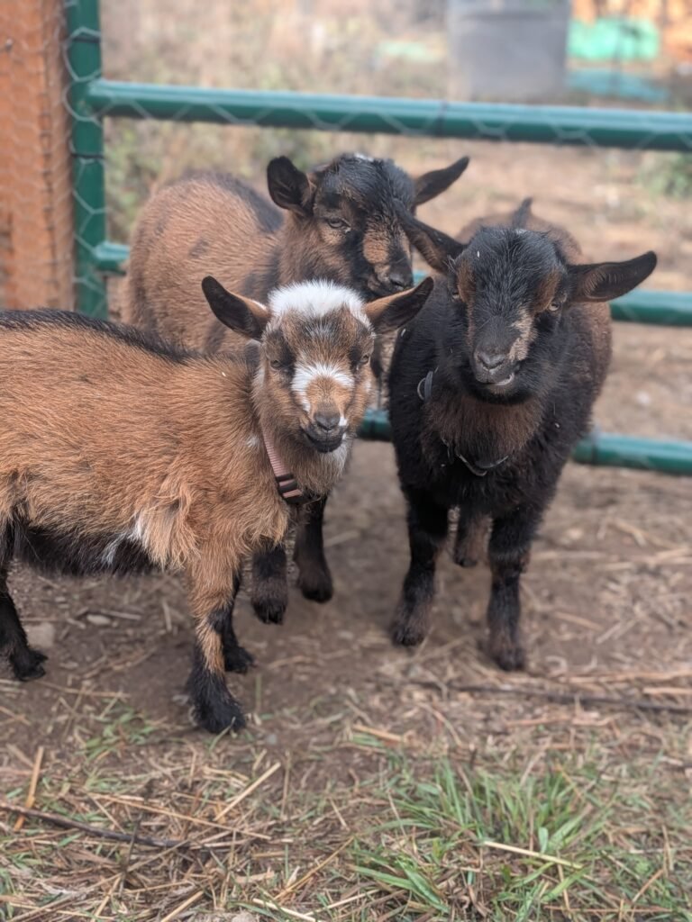 Three Nigerian Dwarf goats enjoying life outside on our homestead