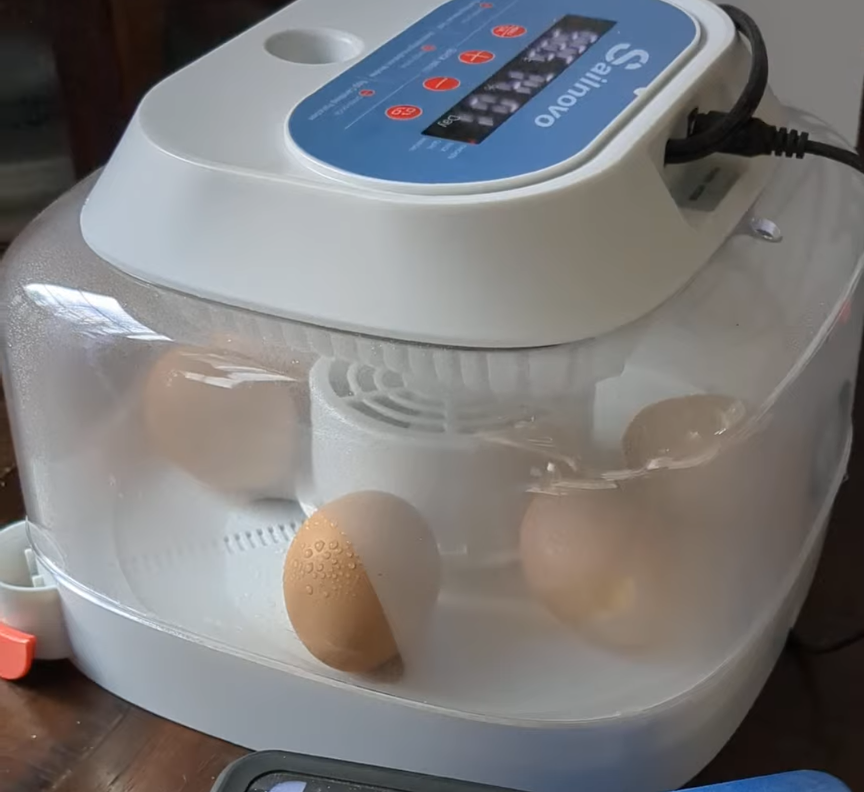 Sailnovo incubator for chicken eggs