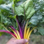 A handful of bright and vibrant stems of rainbow chard