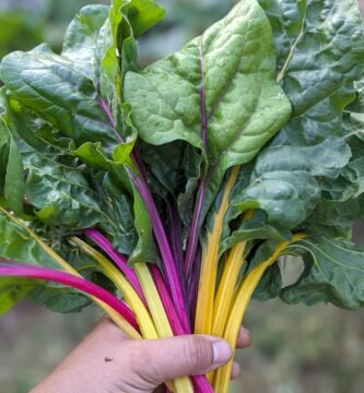 A handful of bright and vibrant stems of rainbow chard