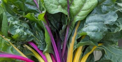 A handful of bright and vibrant stems of rainbow chard