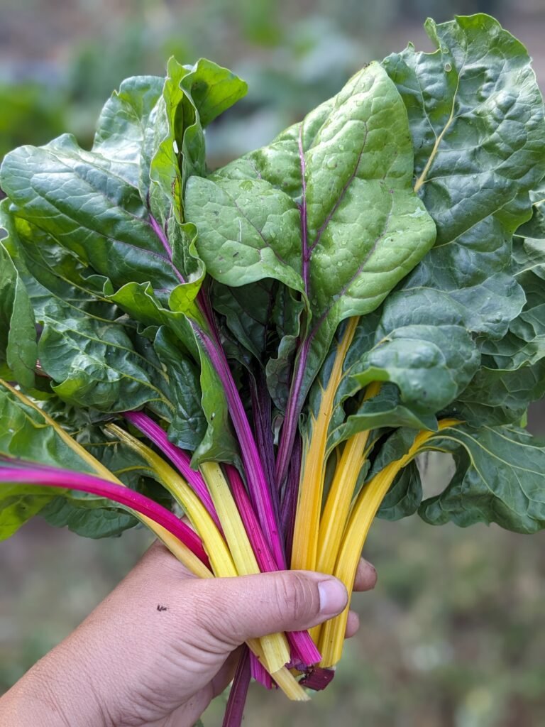 A handful of bright and vibrant stems of rainbow chard