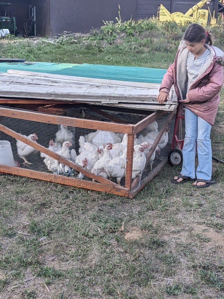 Meat birds in our homemade chicken tractor on our homestead.