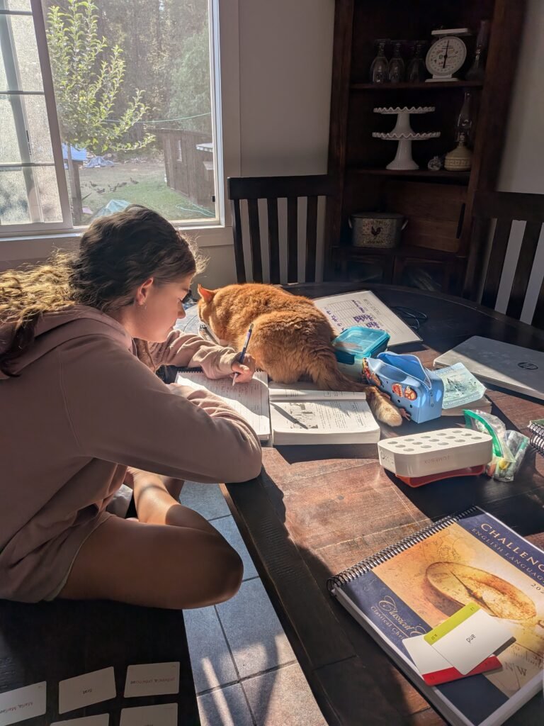 A morning at our kitchen table doing homeschool work while the cat basks in the sunlight.