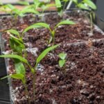 Bell pepper seedlings starting indoors under grow lights on heat mats