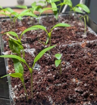 Bell pepper seedlings starting indoors under grow lights on heat mats
