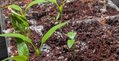 Bell pepper seedlings starting indoors under grow lights on heat mats