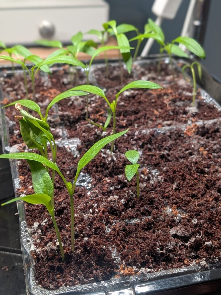 Bell pepper seedlings starting indoors under grow lights on heat mats