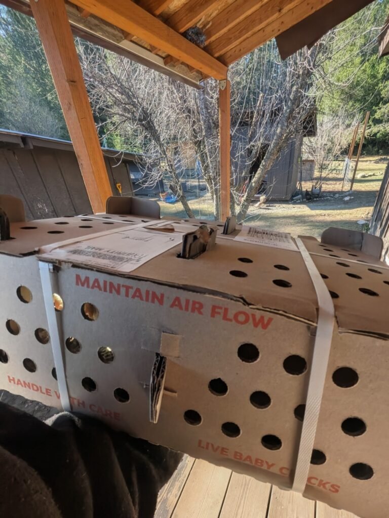 A cardboard box of meat bird chickens is being brought home from the post office