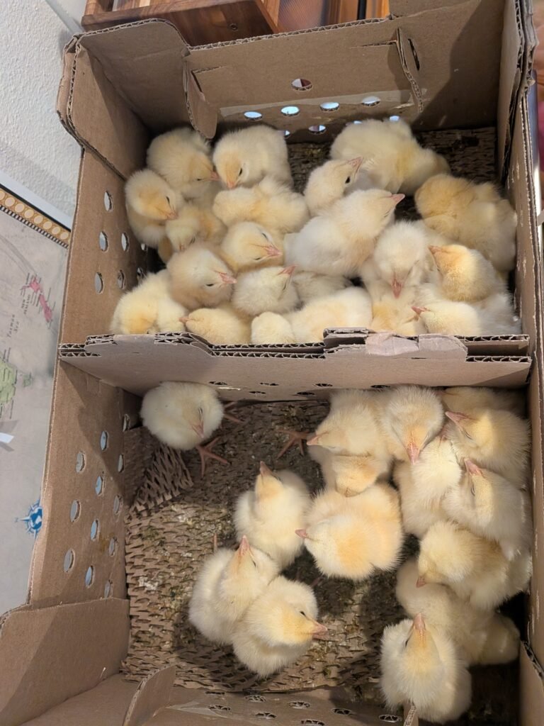 A cardboard box full of baby chicks
