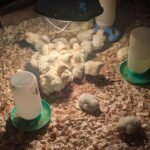 Meat bird chickens in their brooding box with a heat lamp, water, and food