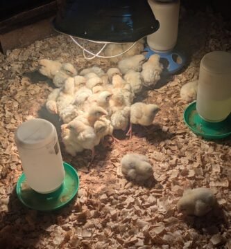 Meat bird chickens in their brooding box with a heat lamp, water, and food