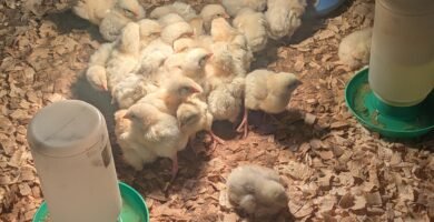 Meat bird chickens in their brooding box with a heat lamp, water, and food