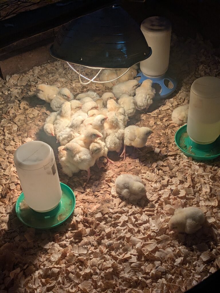 Meat bird chickens in their brooding box with a heat lamp, water, and food