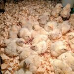 A group of meat birds sitting on pine shavings in their brooder box on our homestead