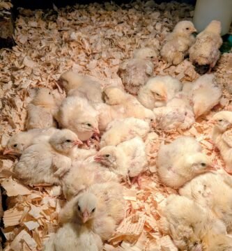 A group of meat birds sitting on pine shavings in their brooder box on our homestead