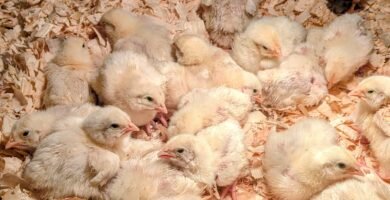 A group of meat birds sitting on pine shavings in their brooder box on our homestead