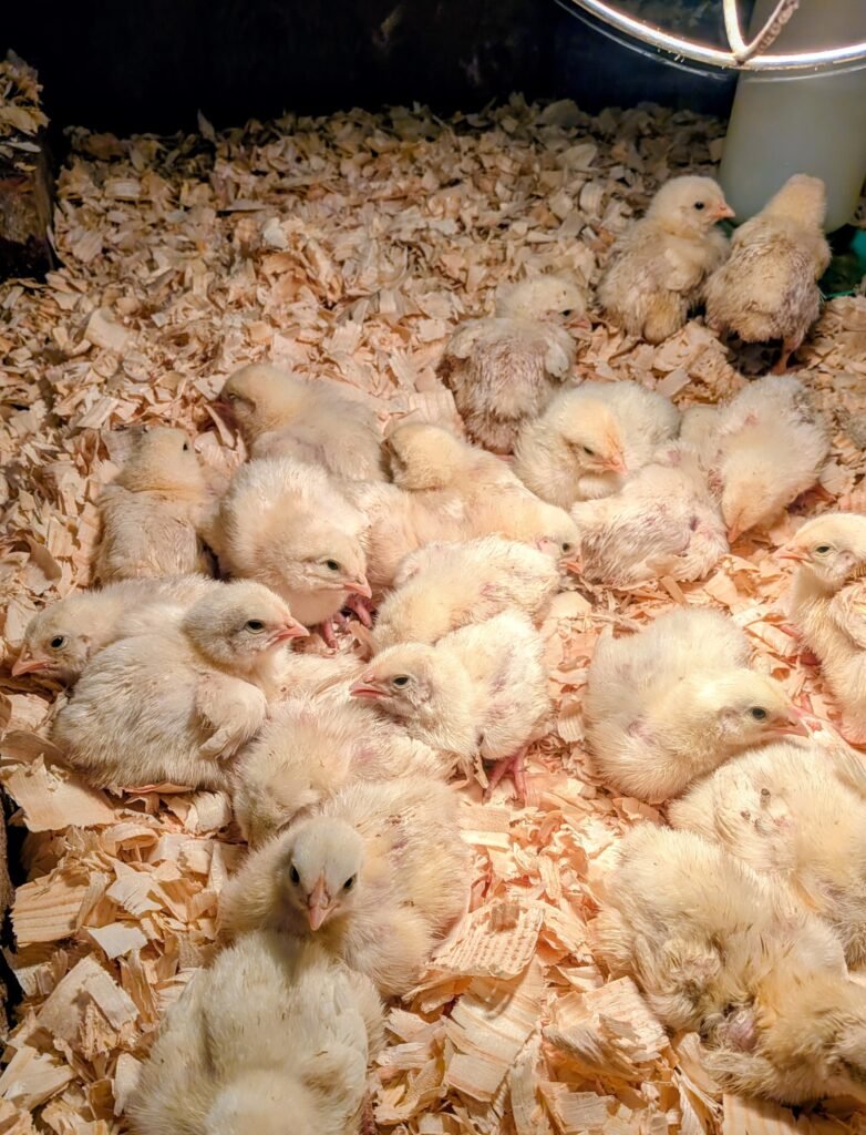 A group of meat birds sitting on pine shavings in their brooder box on our homestead