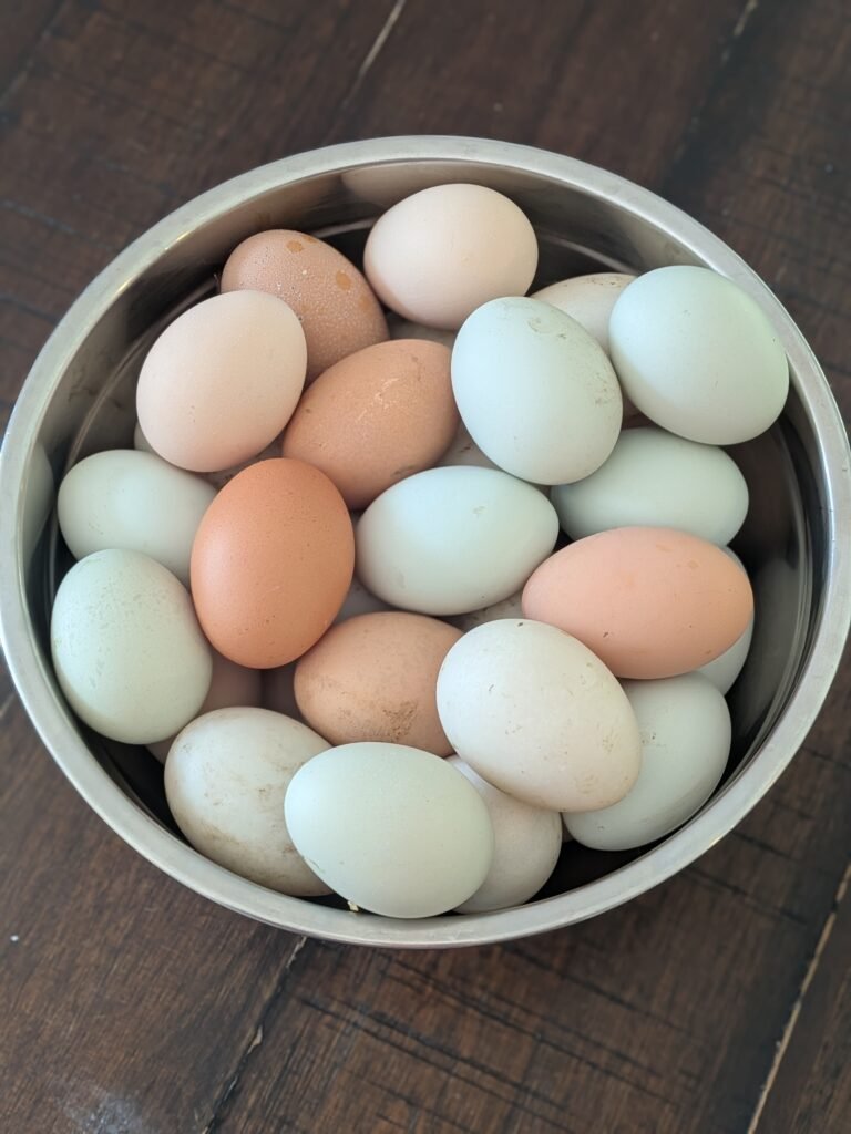 A large stainless steel bowl full of fresh chicken eggs of all varieties