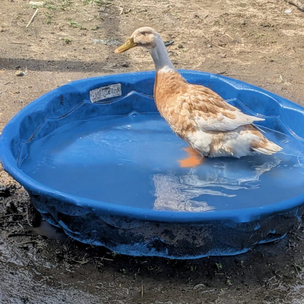 A Runner duck sitting in a blue plastic pool of water.