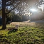The morning golden hour on our homestead. The sun is perfectly shining in our front yard while our dogs take a walk.