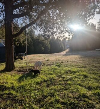 The morning golden hour on our homestead. The sun is perfectly shining in our front yard while our dogs take a walk.