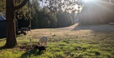 The morning golden hour on our homestead. The sun is perfectly shining in our front yard while our dogs take a walk.